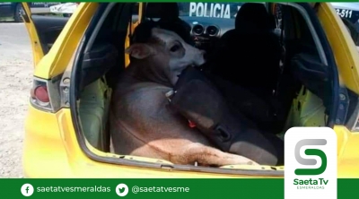 Buscaban armas pero lo que encontraron fue una vaca robada