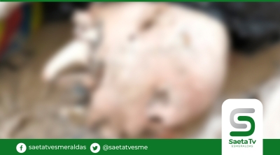 En medio de fundas de basura apareció un cráneo humano