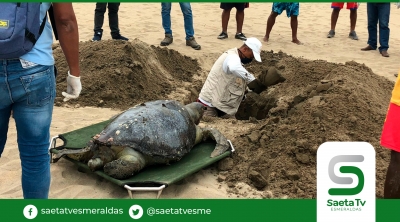 Tortuga golfina es enterrada