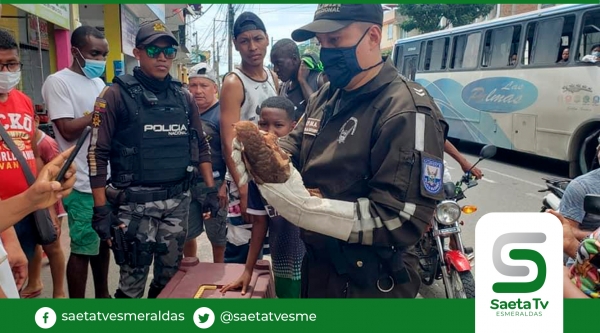 Policía ambiental rescató un tayo enredado en cables de líneas telefónicas