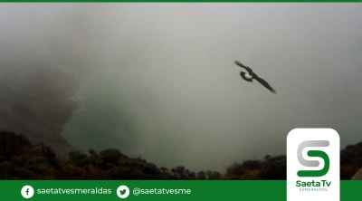 Observan un cóndor andino en Lagunas Verdes