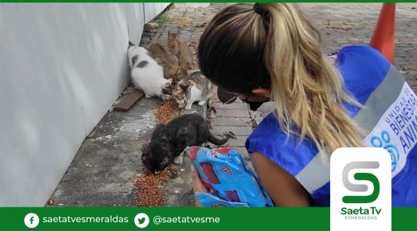 Colonias de gatos   son alimentados por alcaldía de Guayaquil