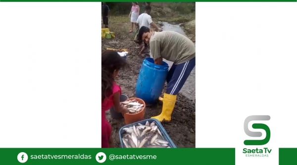 Centenares de peces muertos producto de sedimentos de Manduriacu