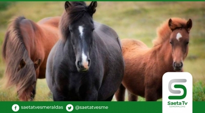 Más de 10 mil caballos serán sacrificados en Australia