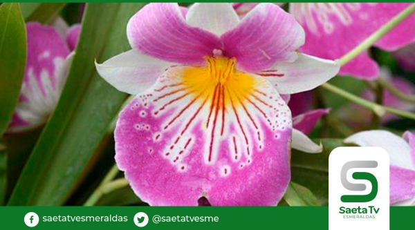 Ecuador es el lugar de las Orquídeas