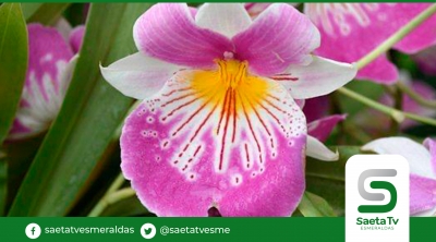 Ecuador es el lugar de las Orquídeas