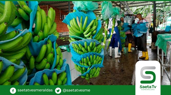 Bananeros de Ecuador piden auxilio ante colapso de ventas a Rusia y Ucrania