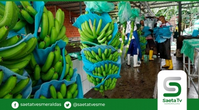 Bananeros de Ecuador piden auxilio ante colapso de ventas a Rusia y Ucrania