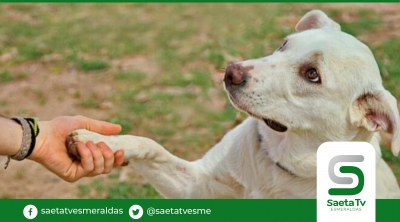 Ecuatorianos gastan cada vez más en sus mascotas