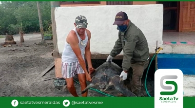 Dos tortugas golfinas se vararon en estuario de Río Muisne