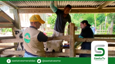 Prefectura brinda asesoría técnica para realizar inseminación artificial