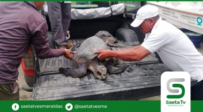 Salvaron vida de 4 tortugas en playa de Muisne